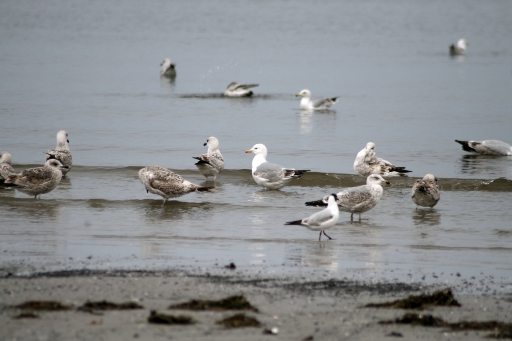 VWG vogelreis Oost Duitsland mei 2010 036